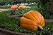 Pumpkin Dills Atlantic Giant 15 Seeds