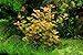 Ludwigia Repens 'Ovalis' - Live Aquarium Plants Freshwater Decorations BUY2GET1FREE