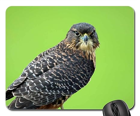 Amazoncom Mouse Pad New Zealand Falcon Bird Of Prey