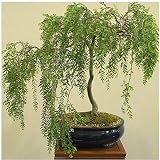 Bonsai Australian Willow Tree Cutting - Large Thick Trunk Root Stock - One Live Indoor/Outdoor Bonsai Tree - Shipped Bare Root, No Pot or Soil Included