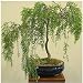 Bonsai Australian Willow Tree Cutting - Large Thick Trunk Root Stock - One Live Indoor/Outdoor Bonsai Tree - Shipped Bare Root, No Pot or Soil Included