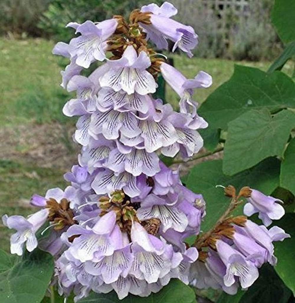 Paulownia fortunei | Dragon Tree | Fortunes Empress | Sapphire | 1000_Seeds