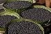 Organic ACAI Powder (Freeze-Dried) - 2oz Resealable Bag - 100% Raw Antioxidant Superfood Berry From Brazil - by Feel Good Organics