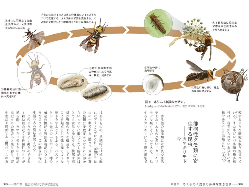 遺伝子から解き明かす昆虫の不思議な世界 大場裕一 大澤省三 昆虫dna研究会 本 通販 Amazon