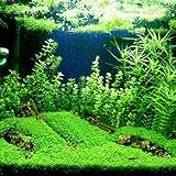 Aquarium Plants Seeds, Double Leaf Carpet Water Grass Green Aquatic, for Fish Tank Rock Lawn Garden Decoration