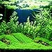 Aquarium Plants Seeds Aquatic Double Leaf Carpet Water Grass, for Fish Tank Rock Lawn Garden Decor