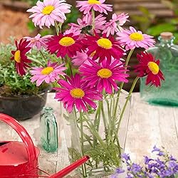 Outsidepride 10000 Seeds Perennial Chrysanthemum
