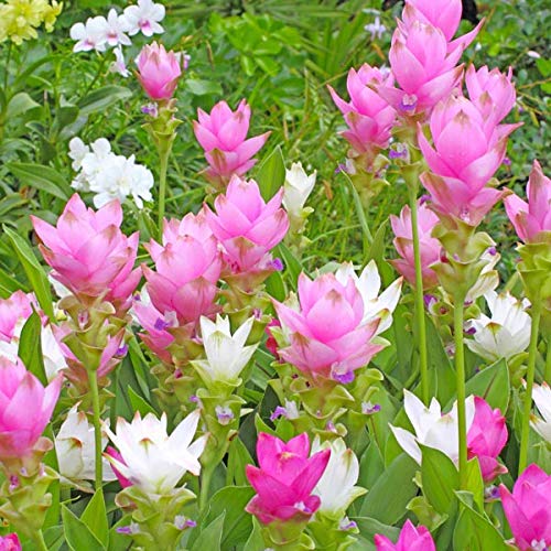 Live Green Flower Bulbs Curcuma Flower Bulbs for Summer MultiColor