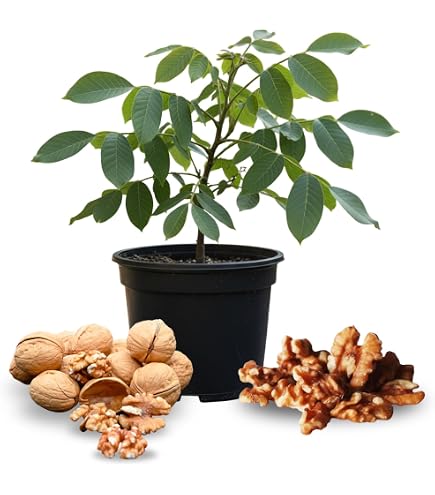Amazon.com : Bulk Black Walnut Tree Live Plant | Live Fruit Bearing Tree  Seedlings - Make a Walnut Forest, Wood is Highly Valued, 30 Years to  Harvest (10 Black Walnut Seedlings) : Patio, Lawn & Garden