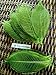 NAVA CHIANGMAI Rubber Tree Leaves - Pack of 100 Skeleton Leaves Decorative DIY Craft, Artificial Leaves Craft Card Scrapbook DIY Handmade Embellishment Decoration Art (Green)