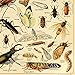 Vintage Poster Print Art Insects Identification Reference Species Collection Entomology Diagram Chart Wall Decor (20.87'' x 31.5'')