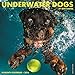 Underwater Dogs 2016 Calendar