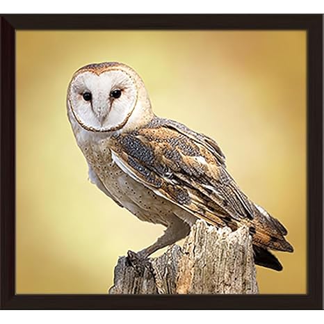 Pitaara Box A Barn Owl Perched On A Tree Canvas Painting Dark
