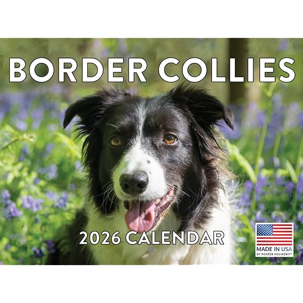 2026 Border Collie Calendar - Dog Breed Wall Calendar - 12 x 24 2026 Border Collie Calendar - Dog Breed Wall Calendar - 12 x 24