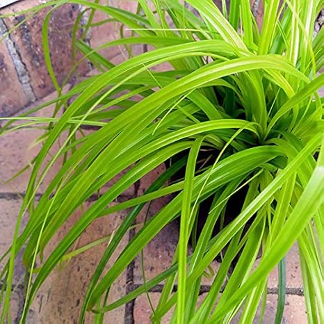 Amazon Co Jp カレックス エヴァリロ5号ポット 明るいイエローのカラーリーフプランツ ホーム キッチン