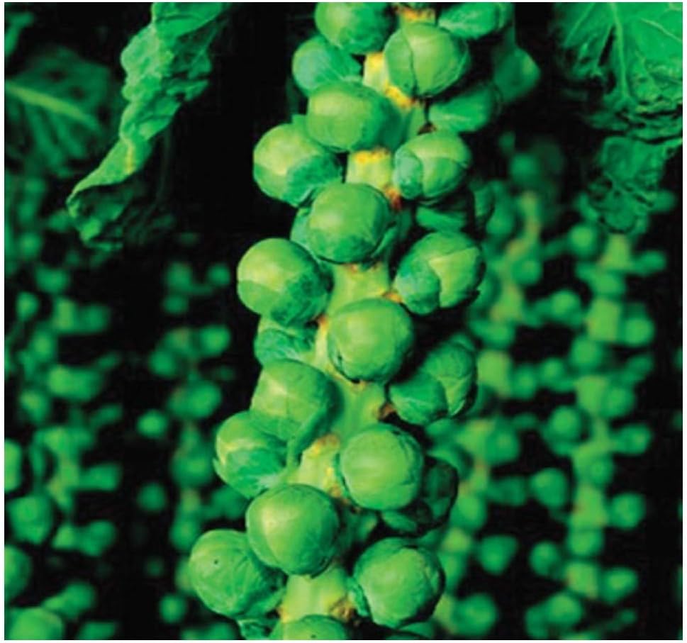 PREMIER SEEDS DIRECT - Brussel Sprouts - Long Island Improved - 3.5 Grams