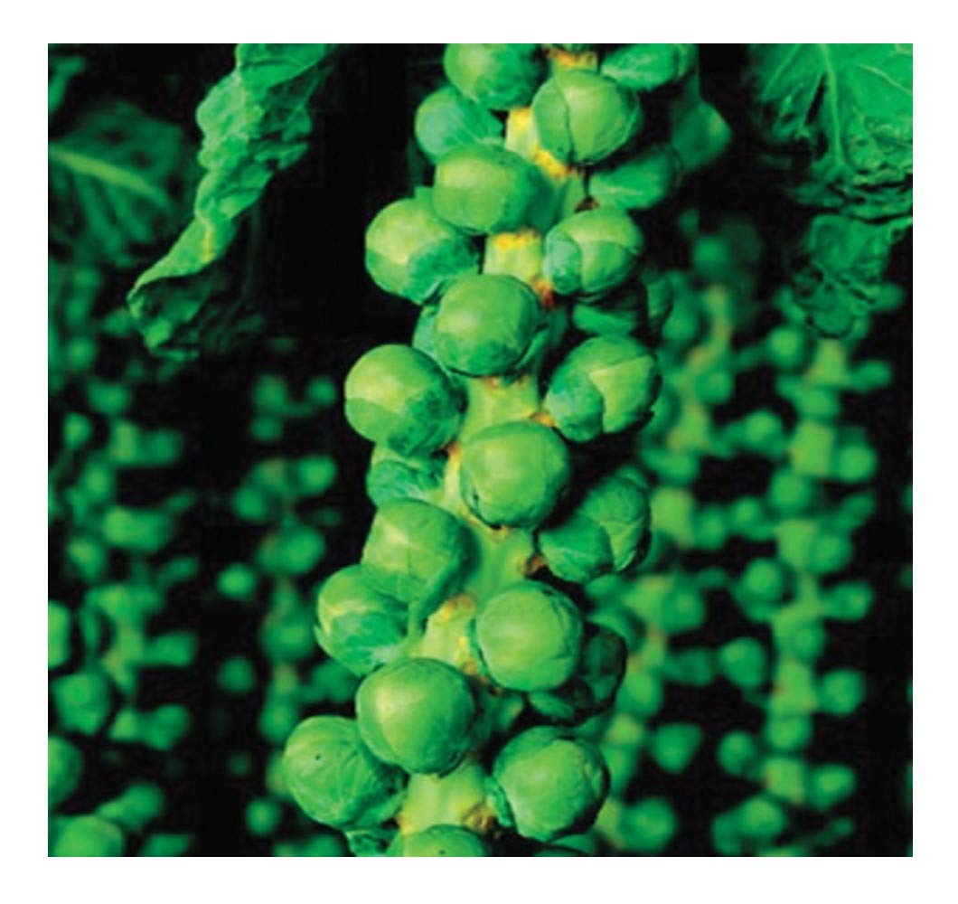 PREMIER SEEDS DIRECT - Brussel Sprouts - Long Island Improved - 3.5 Grams