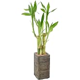 Arcadia Garden Products LV25 5-Stem Lucky Bamboo, Live Indoor Plant in Aged Wood Planter for Home, Work, or Gift, Dark ***Cannot Ship to Hawaii**