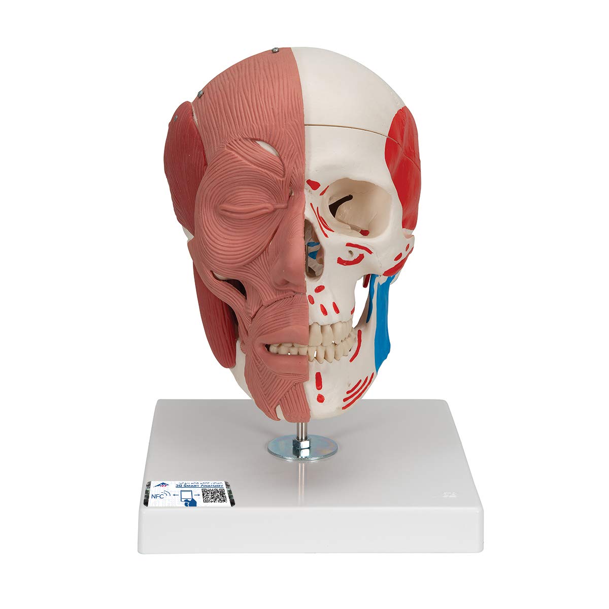 3B Scientific Human Anatomy - Skull Model with Facial Muscles and Magnetic Connections + free anatomy software - 3B Smart Anatomy