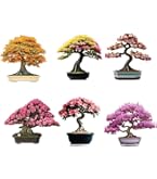 Amazon.com : Bonsai Flamboyant Flame Tree Seeds to Grow | 20 Seeds |  Delonix regia, Prized Flowering Tropical Bonsai Tree Seeds : Patio, Lawn &  Garden