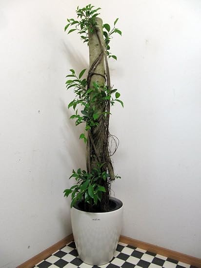 Amazon 定番の個性派 多幸の木 観葉植物 限定 ガジュマル165cm 超極太幹 朴仕立て プラ鉢 10号 観葉処 藏 観葉植物