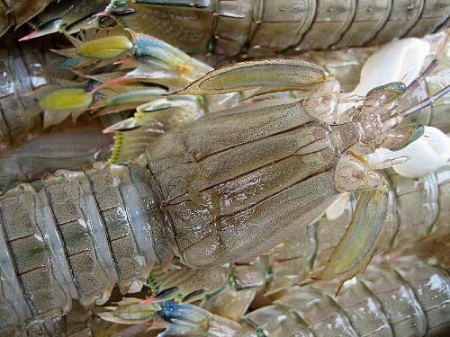 Amazon お刺身用 活シャコ1kg 無選別 Ask Sanin 山陰境港 鮮魚 通販