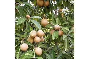 PALM BEACH MEDICINAL HERBS Sapodilla Tree (Manilkara zapota) Packet of 3 Seeds