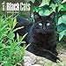 Black Cats - 2016 Calendar 12 x 12in