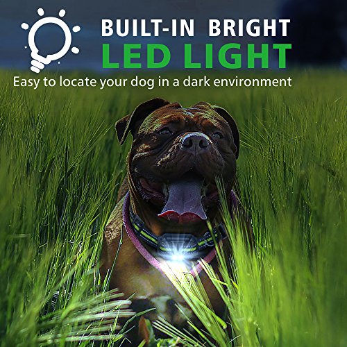 shock collar for bulldog