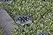 Marcoah Premium Solar in-Ground Lights 8 LED Bright, Stainless, Outdoor Water-Resistant for Garden, Path, Landscape, Patio, Driveway, and Lawn, Easy No-Wire Installation (4 Pack)