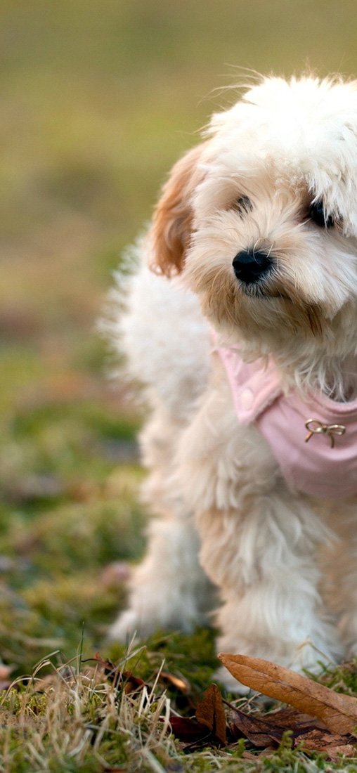 PeelitStickit Dog, Animal Wall Murals ID-092, vinyl