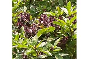 ZELLAJAKE FARM AND GARDEN Heirloom Thai Basil Seeds - Ocimum basilicum VAR. thyrsiflorum - 350 Seeds, 1/2 Gram - B232
