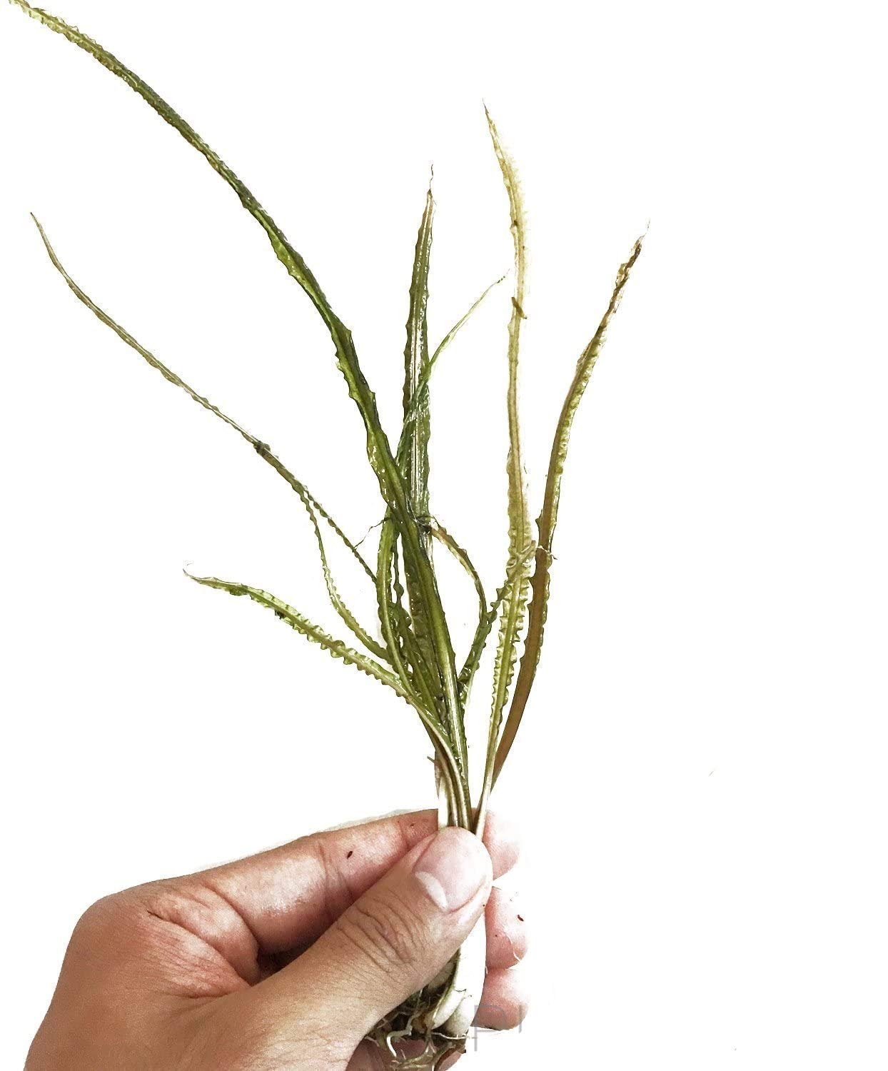 Cryptocoryne Retrospiralis Bunch Live Aquarium Plant Loose Decorations BUY2GET1FREE