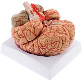 WICHEMI Human Brain Model Anatomy 8-Part Life Size Anatomical Model | Model of A Brain With Color-Coded Artery, Detachable 8-Part With Magnets, Display Base for Neuroscience, Science Education