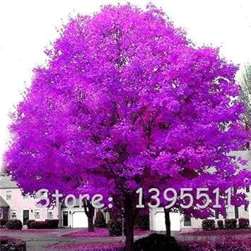 1bag 20 Stuck Seltene Coulerful Ahornsamen Bonsai Baum Pflanzen