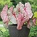 Caladium Fancy White Queen (5 Bulbs) Classsic Elegance for Shady Gardens.