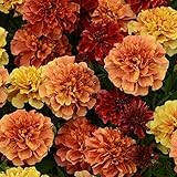 Kings Seeds - Marigold - French Strawberry Blonde - 50 Seeds