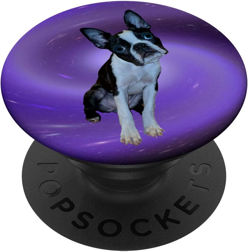 ken's boston terriers