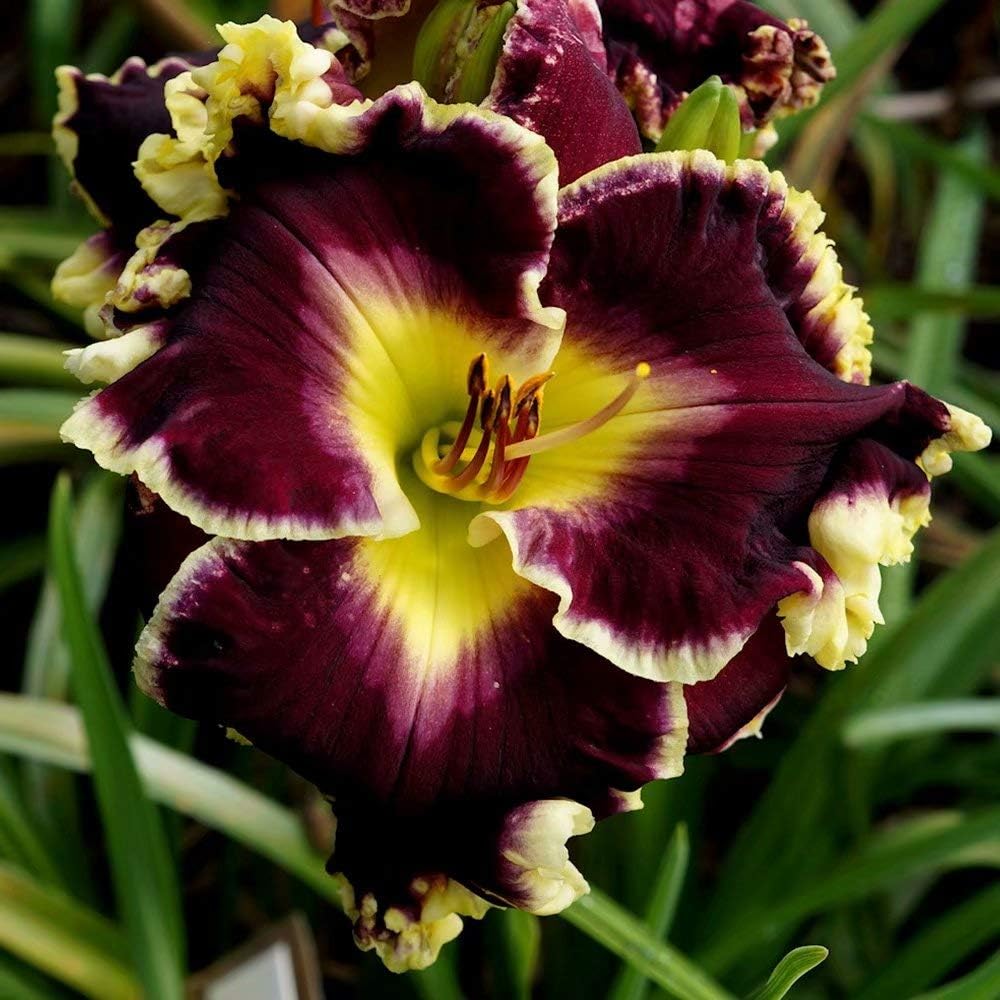 Black Daylily Roots (5 Roots) Beautiful Perennial Flowers Bareroot Hemerocallis Garden Flower Decoration Start Roots