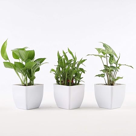 Ferns N Petals Combo of Good Luck Green Money Plant, Two Layer Lucky Bamboo and Syngonium Plant in Plastic Pot