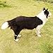 Mindsinglong Dog Rear Leg Wrap, Canine Protect Wrap Hock Wrap Sleeve Prevents Injuries and Sprains and Provides Stability Caused by Arthritis(1 Pair for Both Rear Legs)
