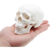 Mini Skull Anatomy Model for Studying - Human Skull Model, Small Plastic Head Bones for Artists Drawing - QREBYQ Anatomy Skull Model
