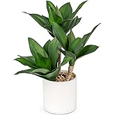 Hollyone Large Artificial Agave Plants Fake Three-Head Agave Succulent Plant Potted 15" Faux Plant in White Pot Succulent Aloe Plant Indoor for Desk Modern Home Decor