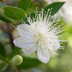 Aromatics International Pure Organic Myrtle Red