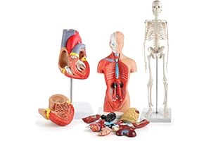 Oumefar Human Body Model Kit 26CM Detachable Torso 45CM Skeleton Model Heart Anatomical Kit for Teaching Health Education Aca