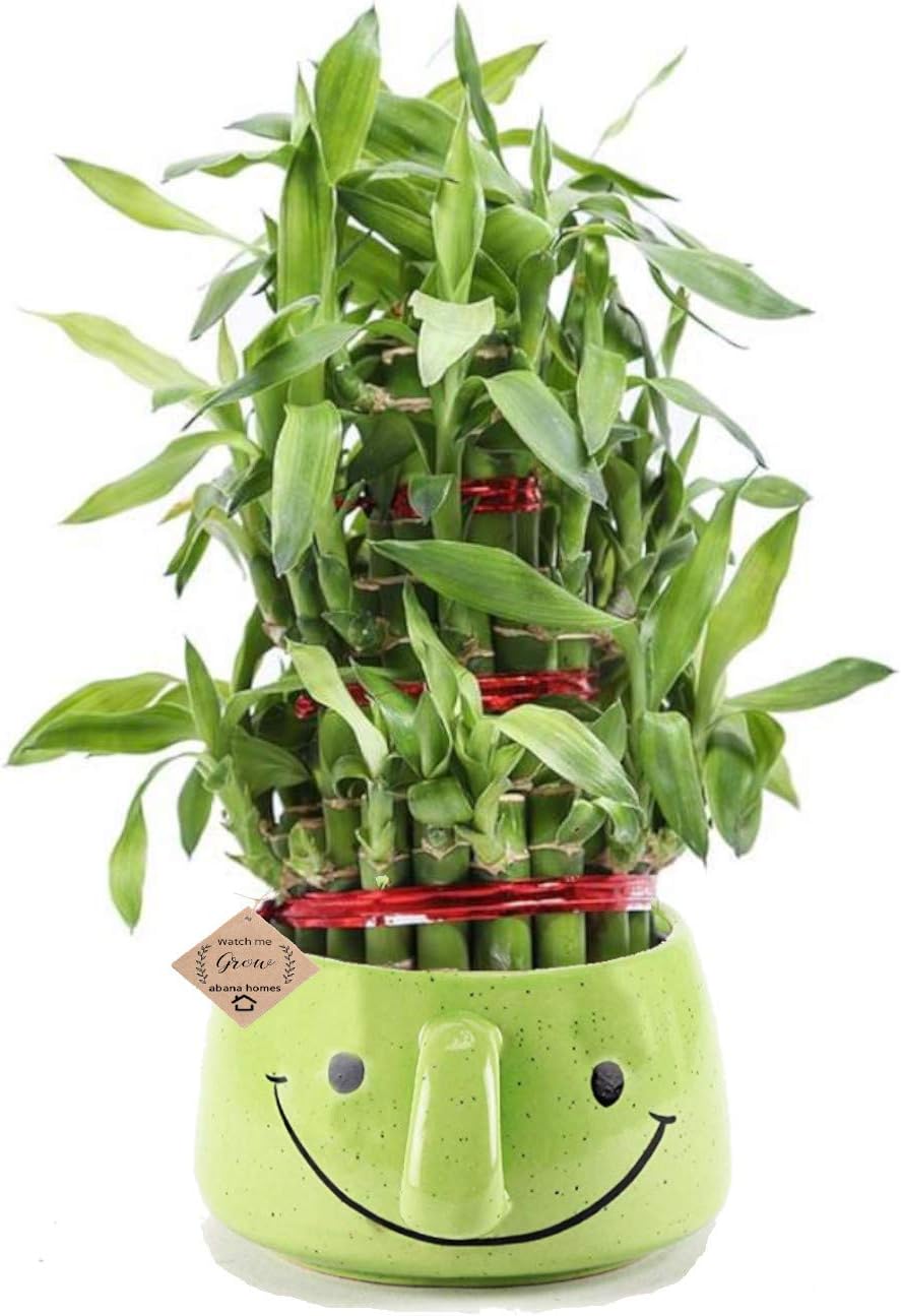 Abana Homes - 3 Layer Lucky Bamboo Indoor with Pot - Live Bamboo Plant with Smiley Ceramic Pot - Great Home/Office Decor