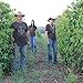 Unleashed Coffee 2LB Catucai Yellow Sun-dried Natural Green Coffee From Brazil High Elevation
