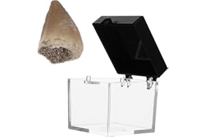 Fossilized Prehistoric Mosasaur Tooth Stone Dinosaur Teeth Specimen for Collections Paleontology Biological Science Education