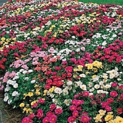 Moss Rose Mix "Portulaca Grandiflora" 100 Seeds