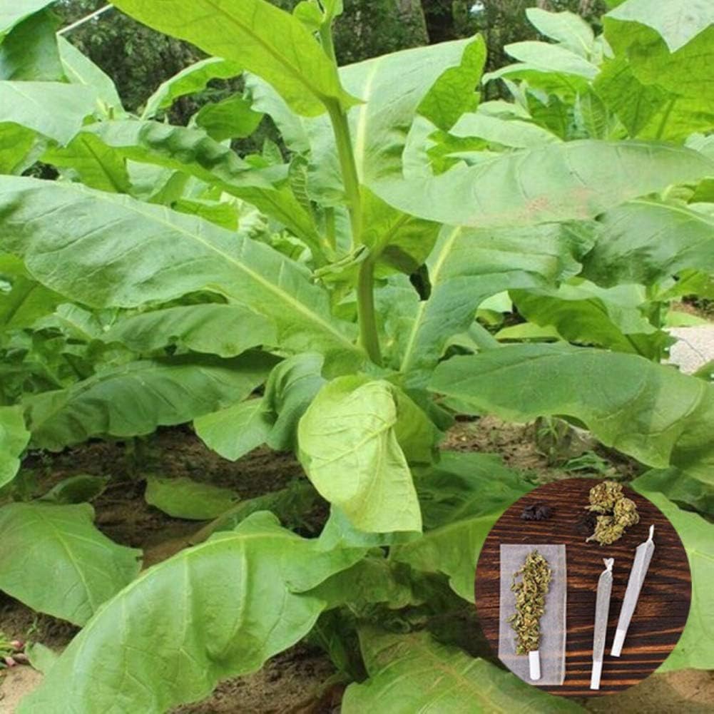 CFPacrobaticS 30Pcs Healthy Virginia Tobacco Leaf Heirloom Seeds Fresh Easily Grow,Home Farm Courtyard Plants,Decoration Garden Gifts